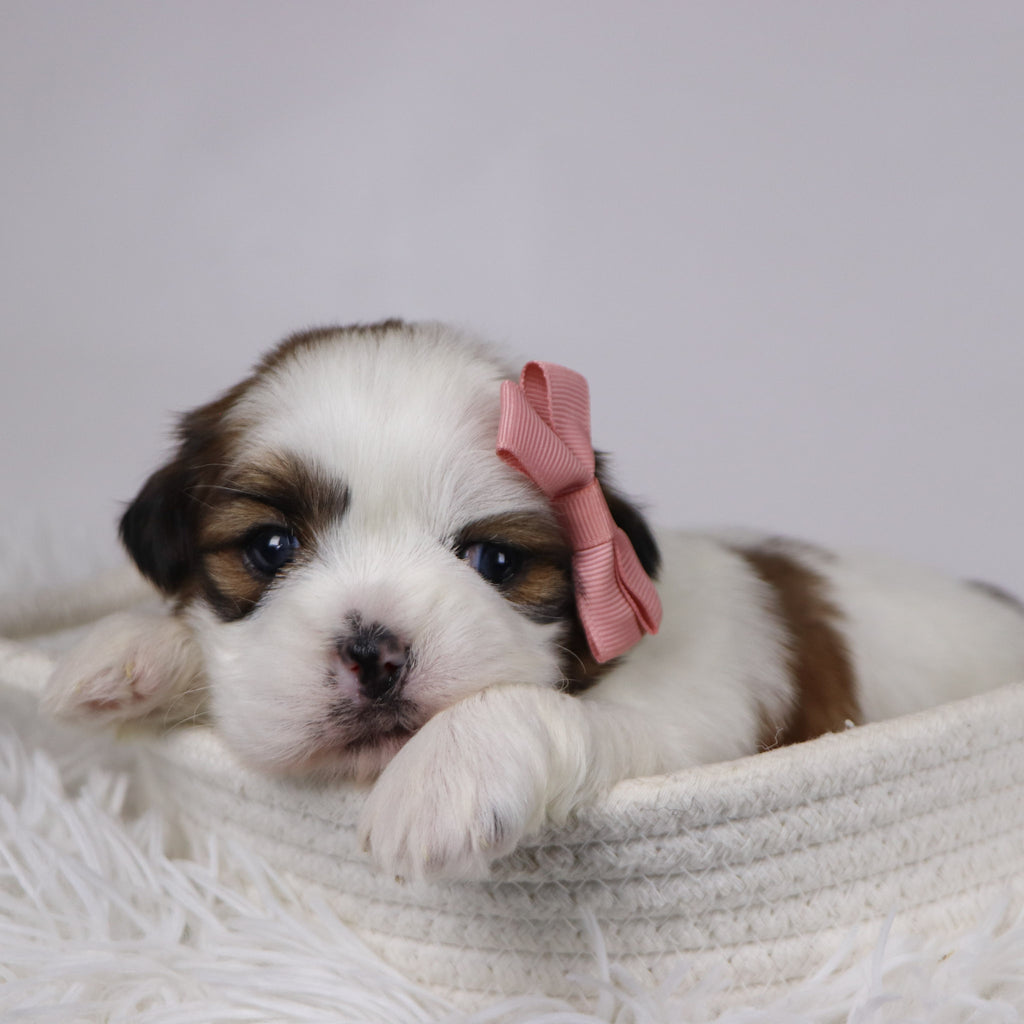 Jane - Available Now