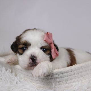 Jane - Available Now