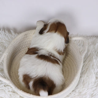 Jane - Available Now