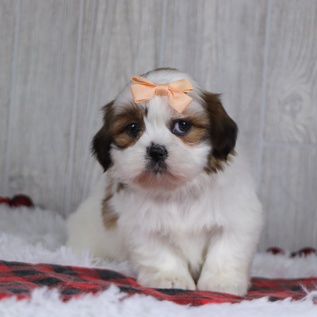 Jane - Available Now