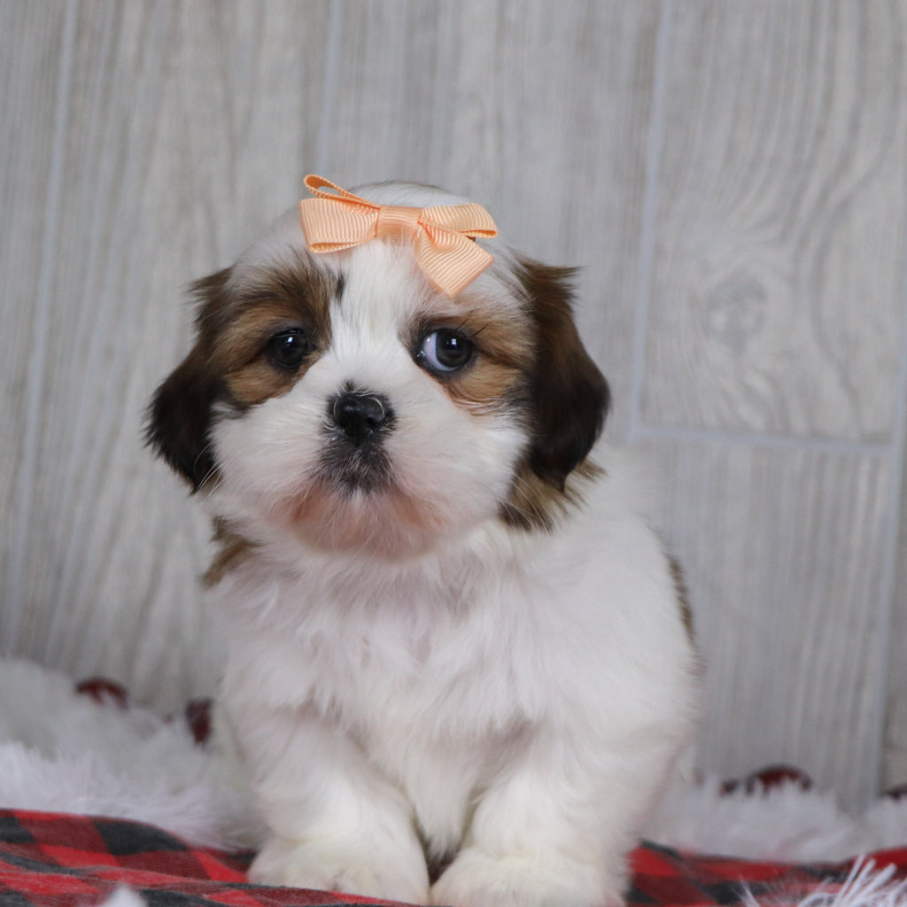 Jane - Available Now