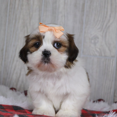 Jane - Available 12/17