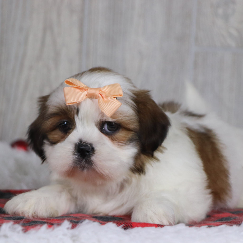 Jane - Available Now