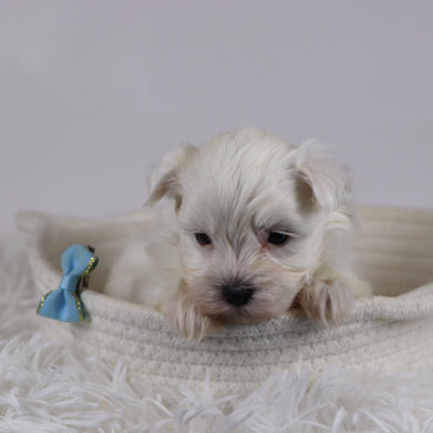 Jasper - Available 12/17