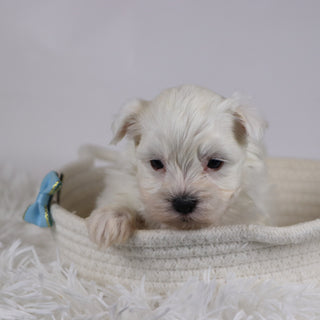 Jasper - Available 12/17