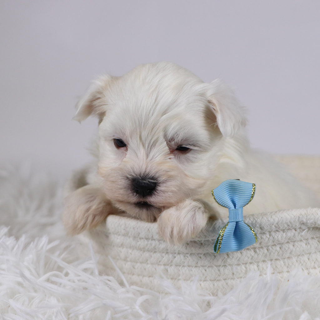 Jasper - Available 12/17