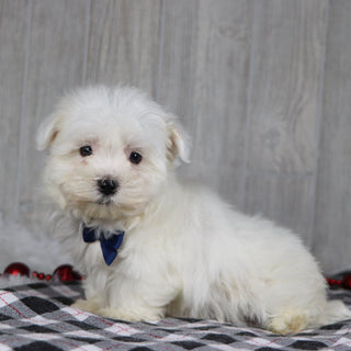 Jasper - Available 12/17