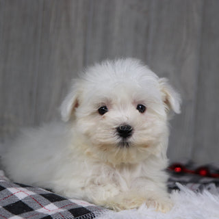 Jasper - Available 12/17