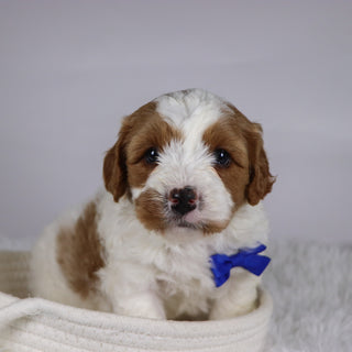Jazz - available 12/2