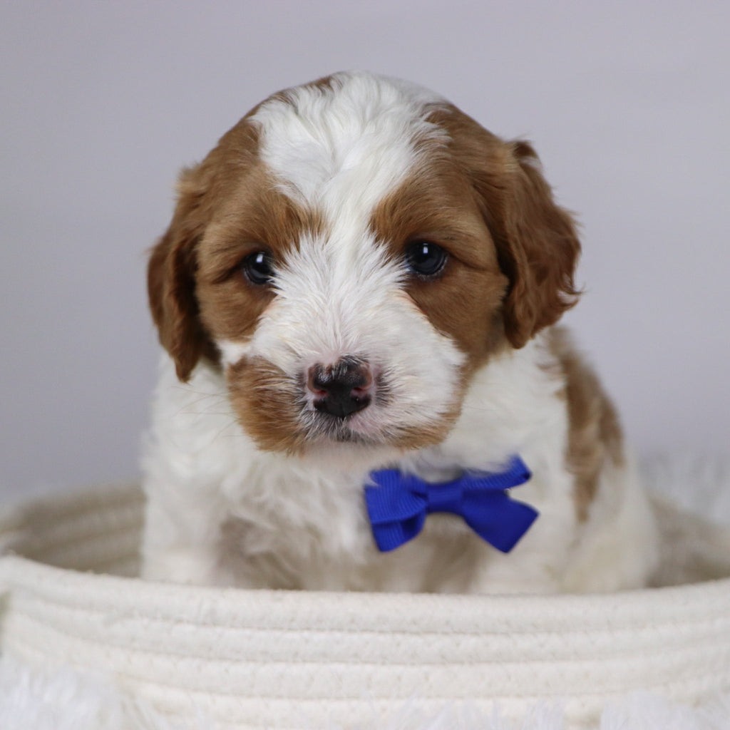 Jazz - available 12/3