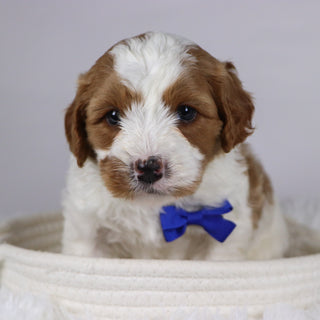 Jazz - available 12/3