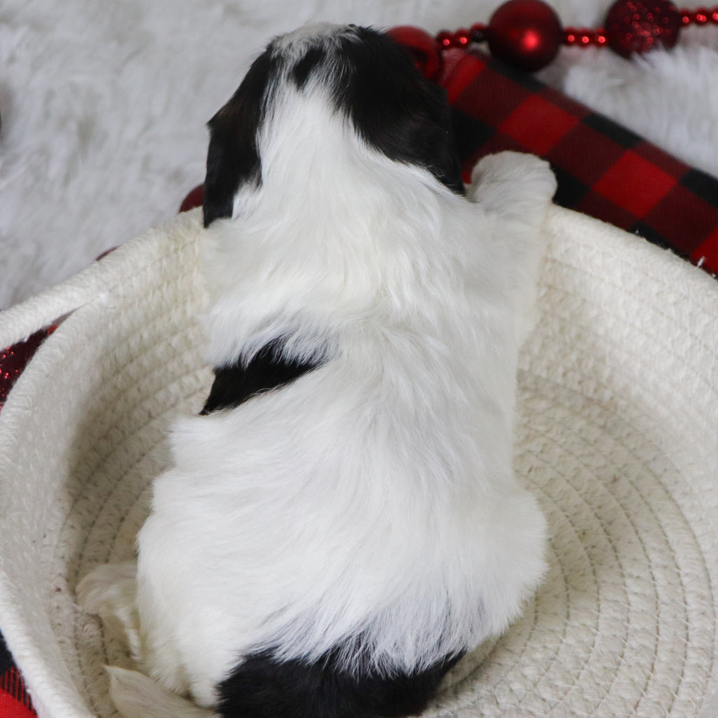 Jean - Available 12/31