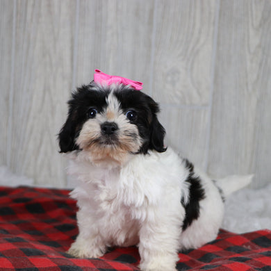 Jean - Available 12/31