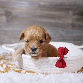 Jeremy - Available 12/23