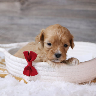 Jeremy - Available 12/23