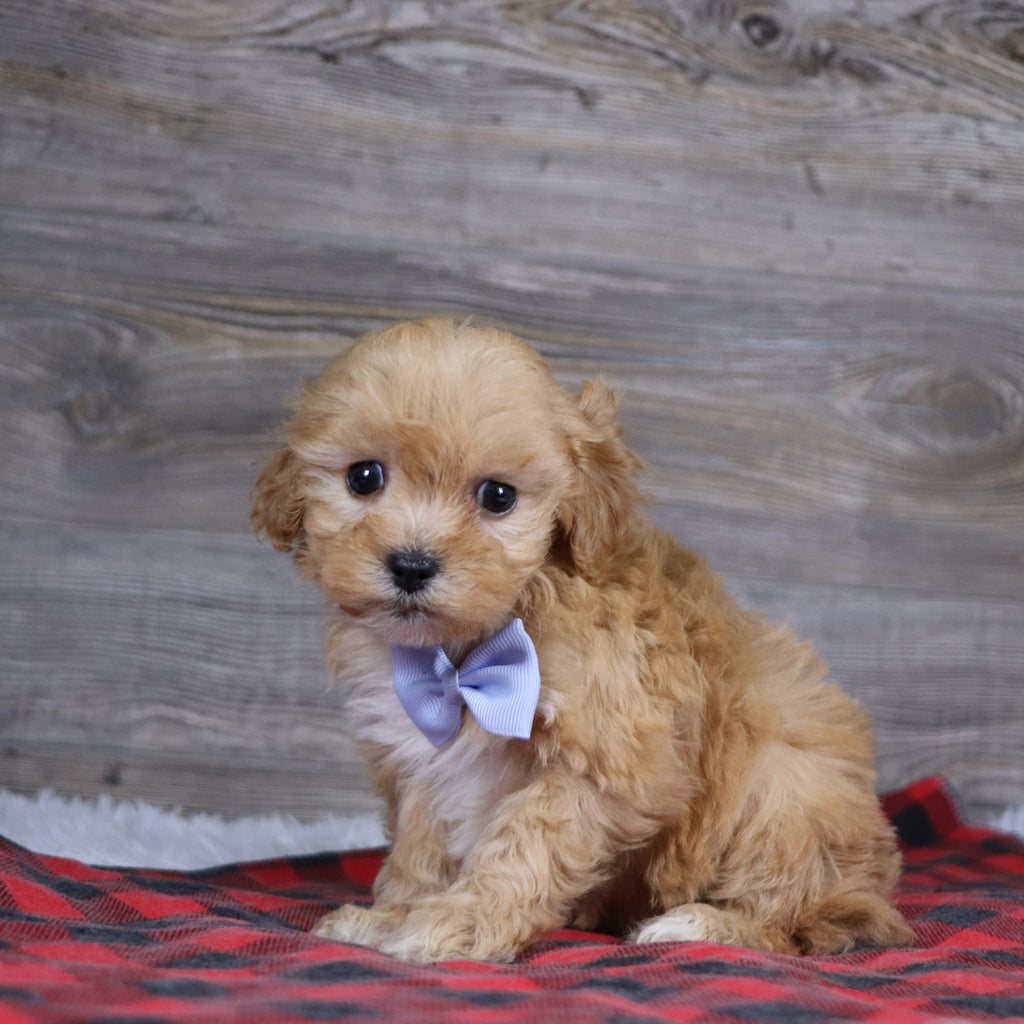 Jeremy - Available 12/23