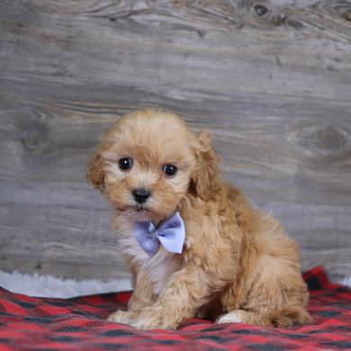 Jeremy - Available 12/23