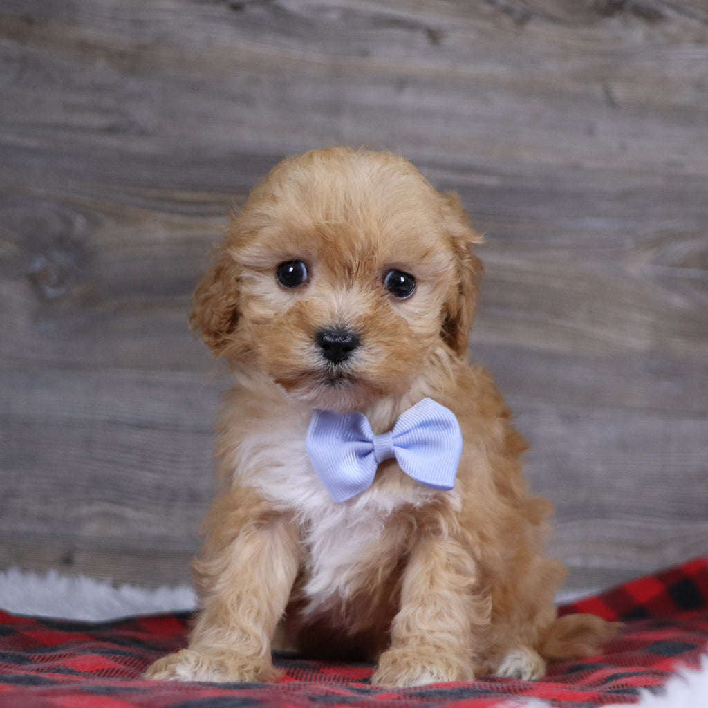 Jeremy - Available 12/23