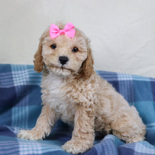 Jessi - Available 1/15