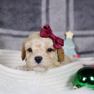 Jessi - Available 1/15