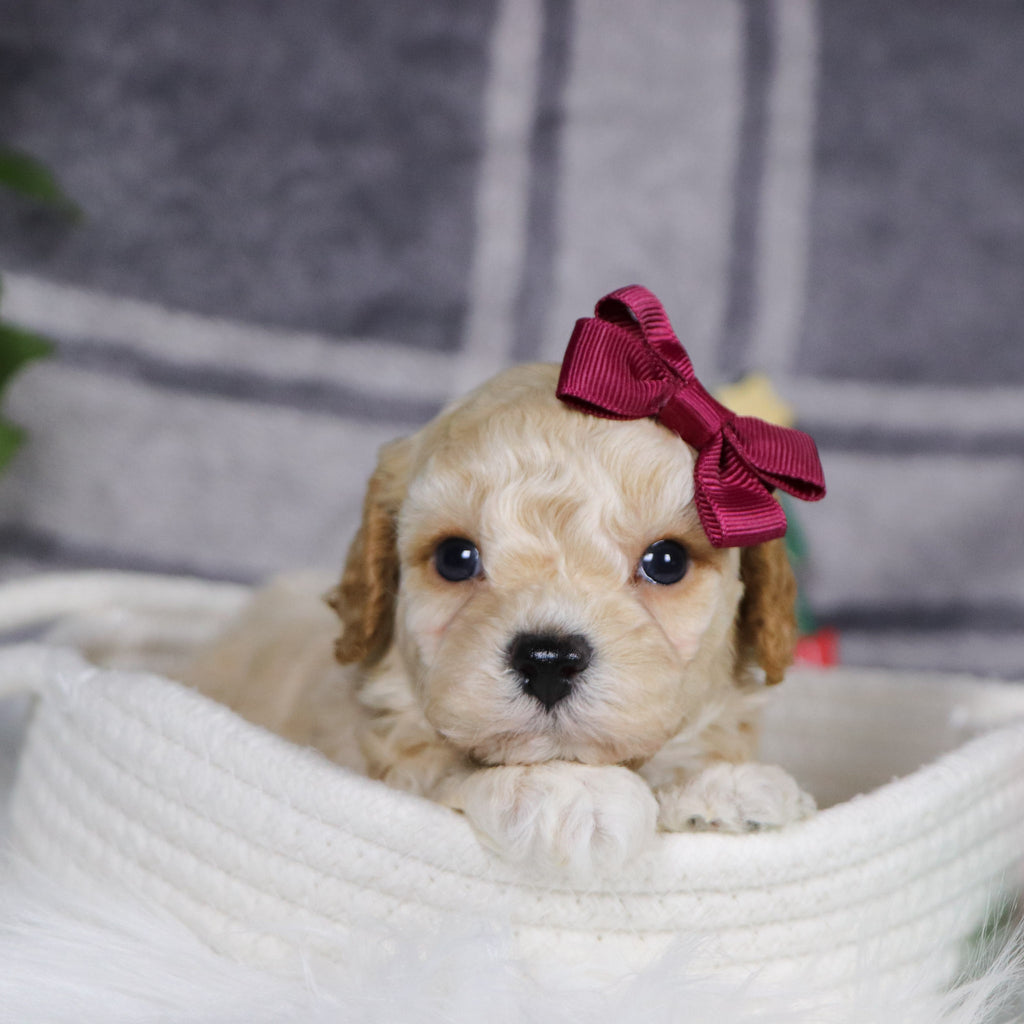 Jessi - Available 1/15