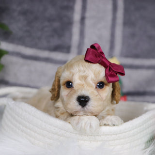 Jessi - Available 1/15