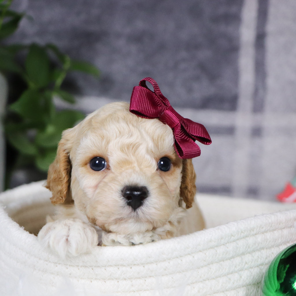 Jessi - Available 1/15