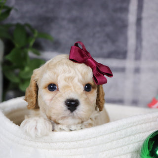 Jessi - Available 1/14