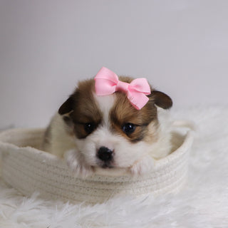 Jetta - Available 12/3