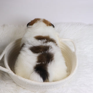 Jetta - Available 12/3