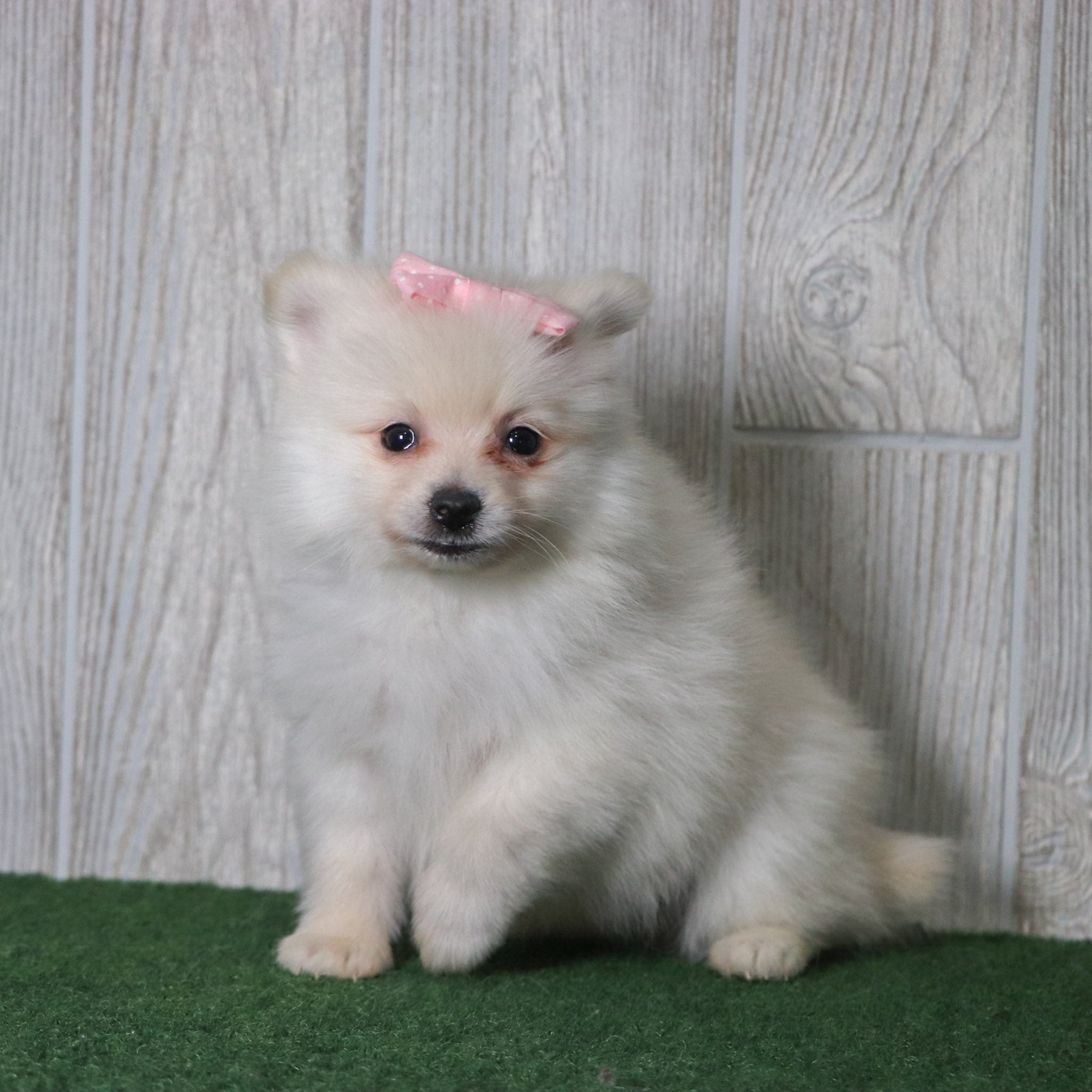 puppies for sale in Mooresville