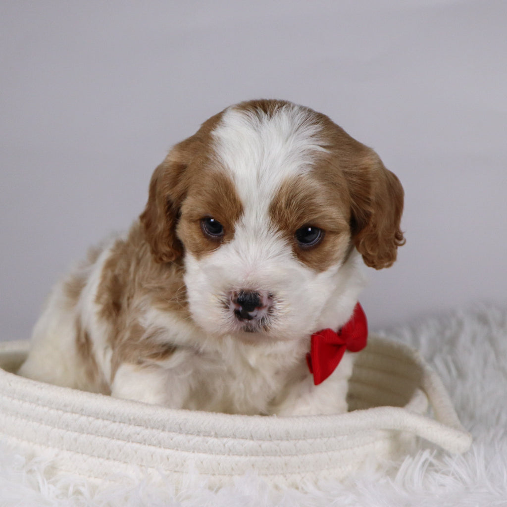 Jinx - available 12/3