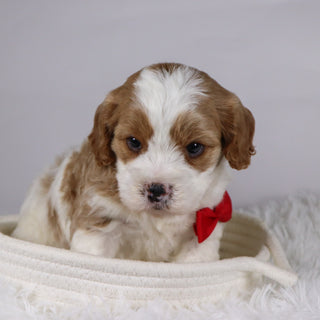 Jinx - available 12/3