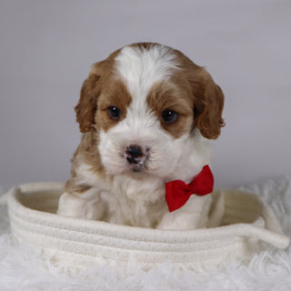 Jinx - available 12/3