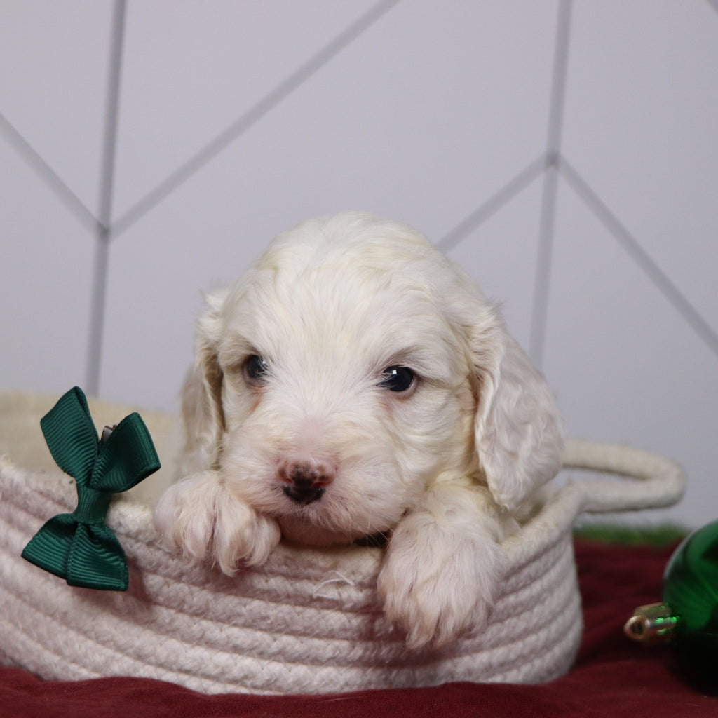 Joey - Available Now