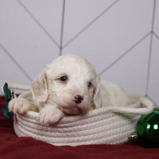 Joey - Available 1/15