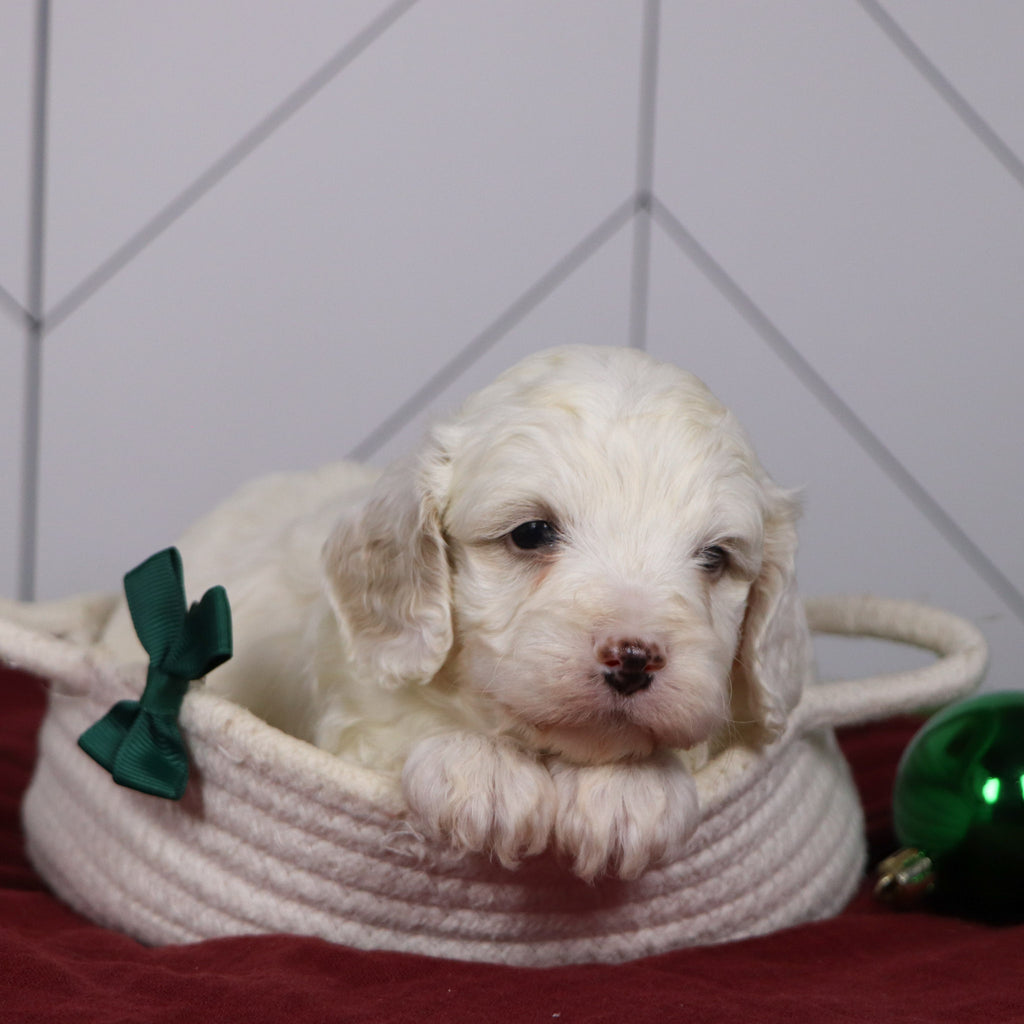 Joey - Available 1/15