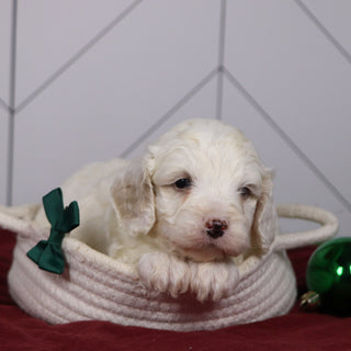 Joey - Available 1/15