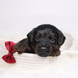 John - Available 12/17