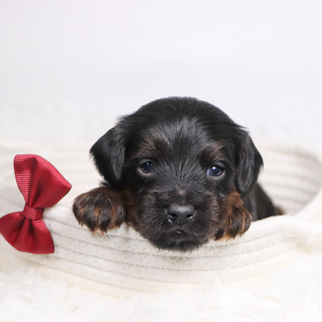 John - Available 12/17