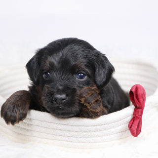 John - Available 12/17