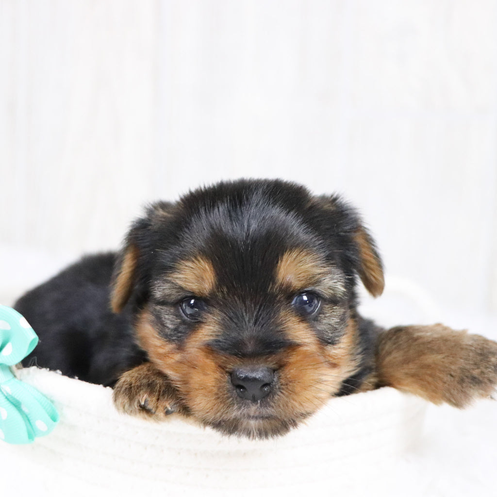 Jolt - Available Now