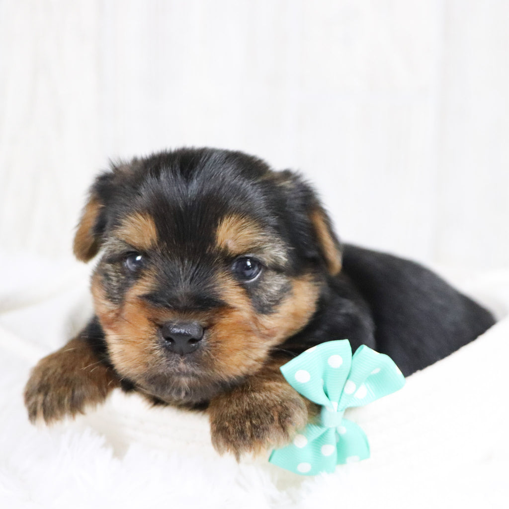 Jolt - Available Now