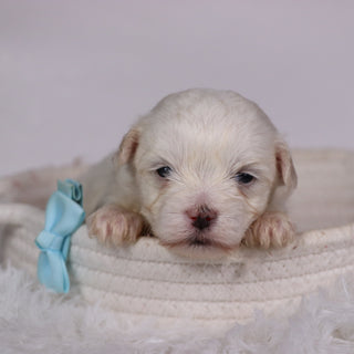 Josh - Available 11/12