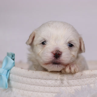 Josh - Available 11/12