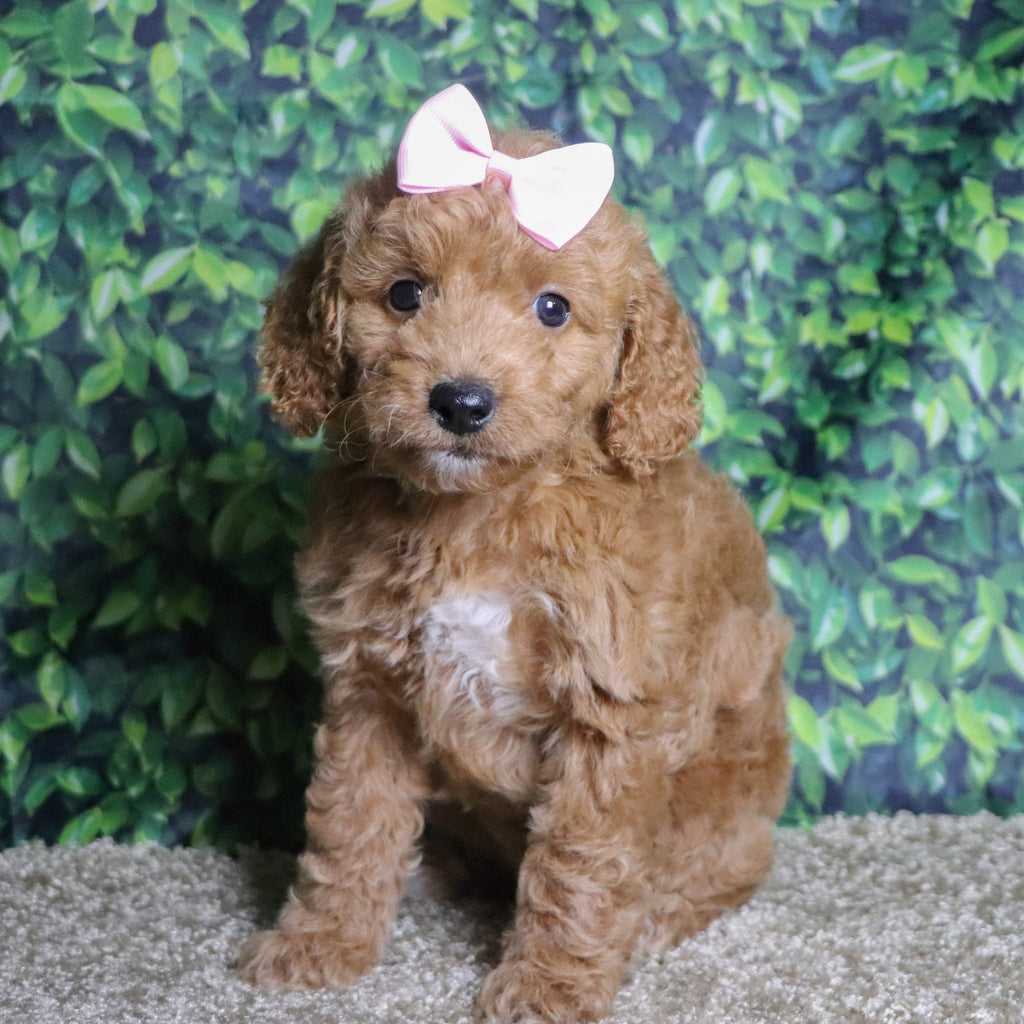 Jules - Available Now