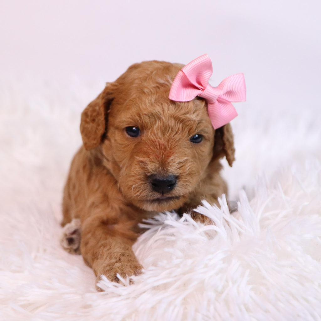 Jules - Available Now