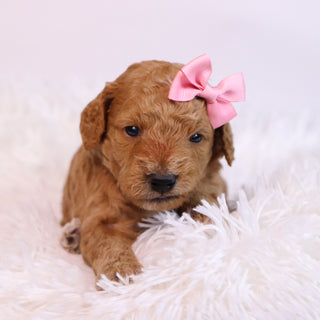 Jules - Available Now