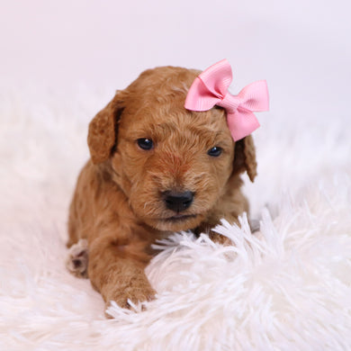 Jules - Available 12/10