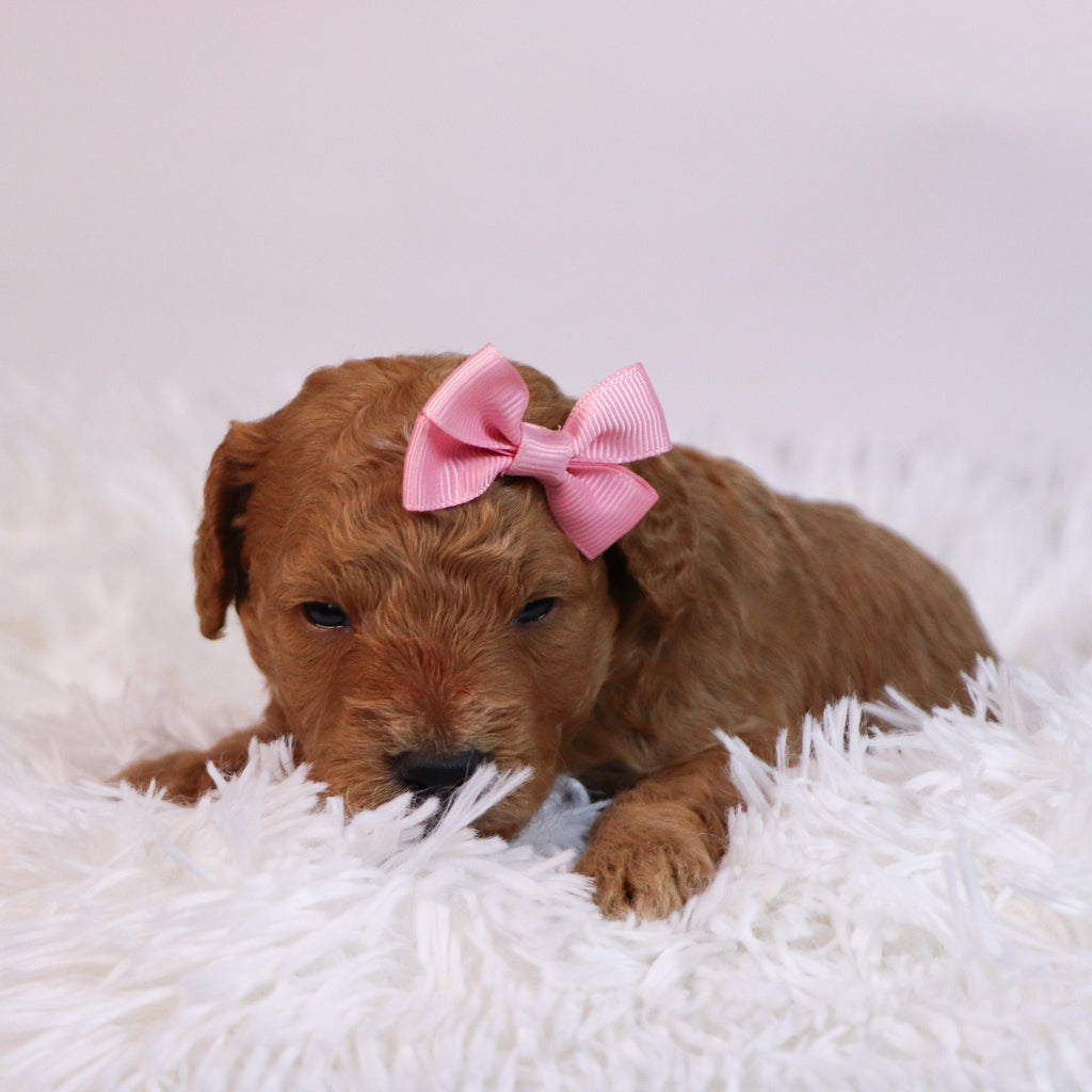 Jules - Available 12/10